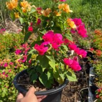 Bougainvillea