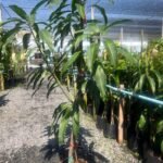 Mango Plants